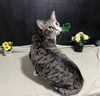 adoptable Cat in fayetteville, GA named Bailey