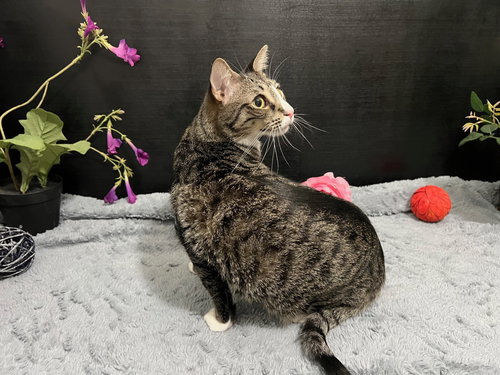 BAILEY - Tabby / Domestic Short Hair available for adoption