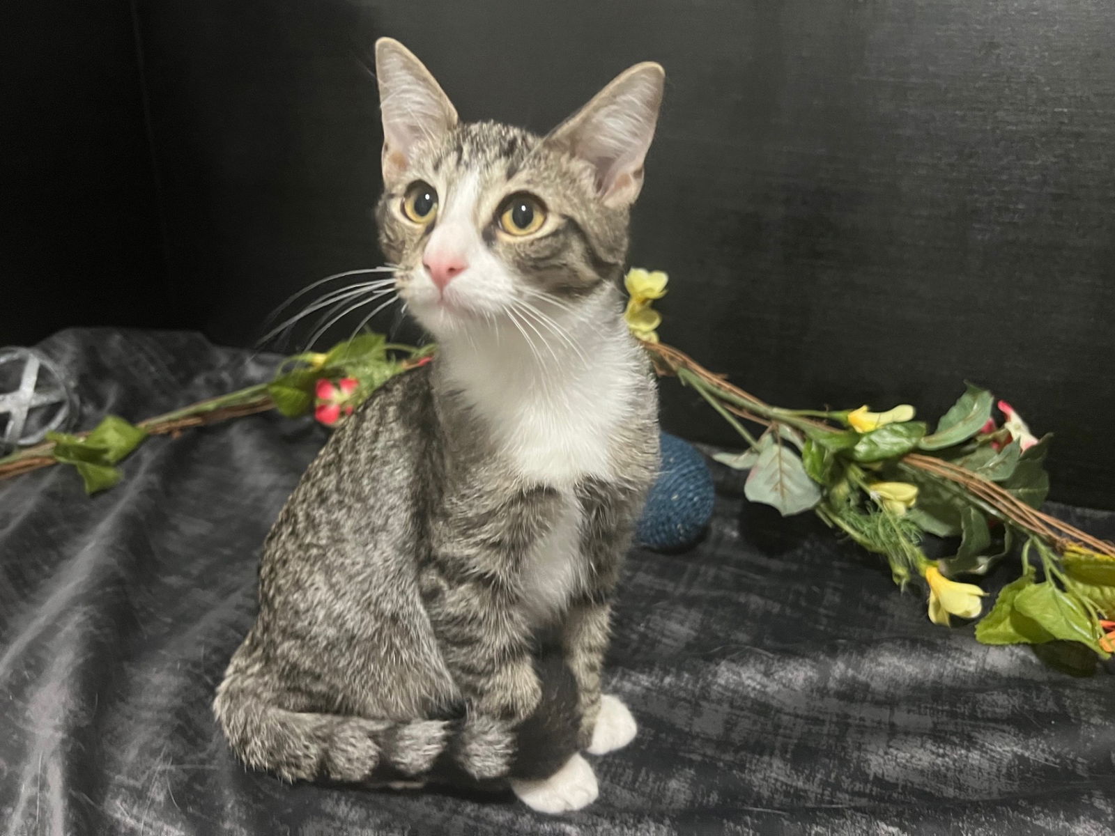 adoptable Cat in Fayetteville, GA named Bailey