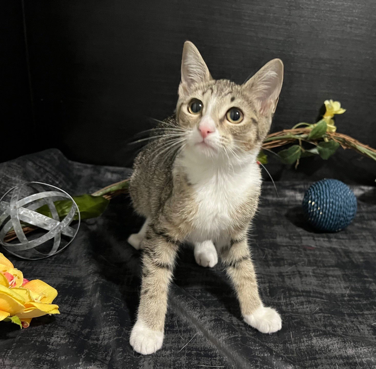 adoptable Cat in Fayetteville, GA named Bobbie