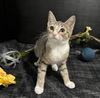 adoptable Cat in Fayetteville, GA named Bobbie