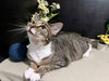 adoptable Cat in fayetteville, GA named Fava
