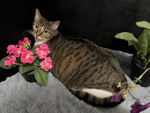 FAVA - Tabby / Tuxedo available for adoption