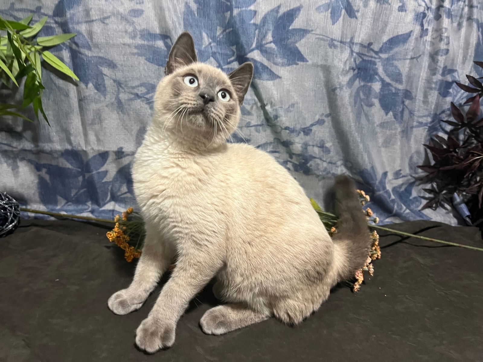 adoptable Cat in Fayetteville, GA named Ricky