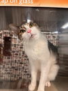 adoptable Cat in  named Stellar