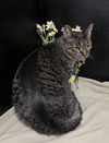 adoptable Cat in fayetteville, GA named Tiffany