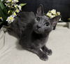 adoptable Cat in fayetteville, GA named Vanna AKA: VAN