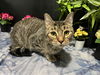 adoptable Cat in fayetteville, GA named Potato