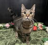 adoptable Cat in fayetteville, GA named Theo