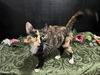 adoptable Cat in fayetteville, GA named Kallie