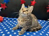 adoptable Cat in , GA named Lavender