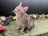 adoptable Cat in fayetteville, GA named Ami