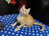 adoptable Cat in  named Kody