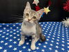 adoptable Cat in fayetteville, GA named Dally