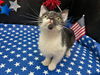 adoptable Cat in fayetteville, GA named Daisy