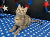 adoptable Cat in Fayetteville, GA named Lilac