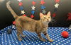 adoptable Cat in Fayetteville, GA named Natalie