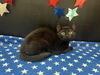 adoptable Cat in fayetteville, GA named Tansy