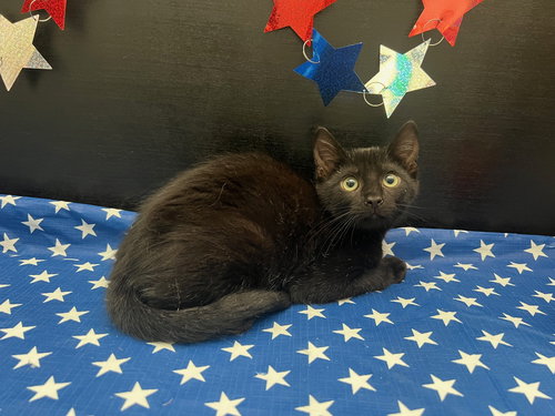 picture of the cat needing adoption