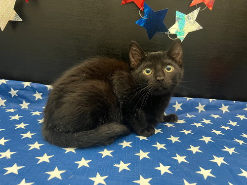 TANSY - Domestic Short Hair available for adoption