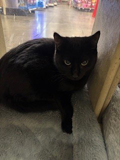 TANSY - Domestic Short Hair available for adoption