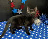 adoptable Cat in Fayetteville, GA named Konami