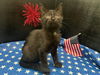 adoptable Cat in fayetteville, GA named Jester