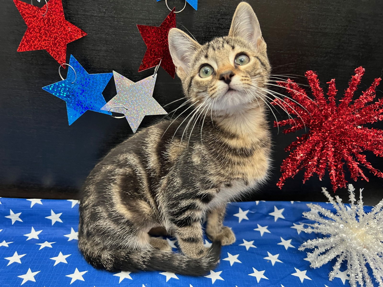 adoptable Cat in Fayetteville, GA named Tiana