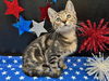 adoptable Cat in  named Tiana