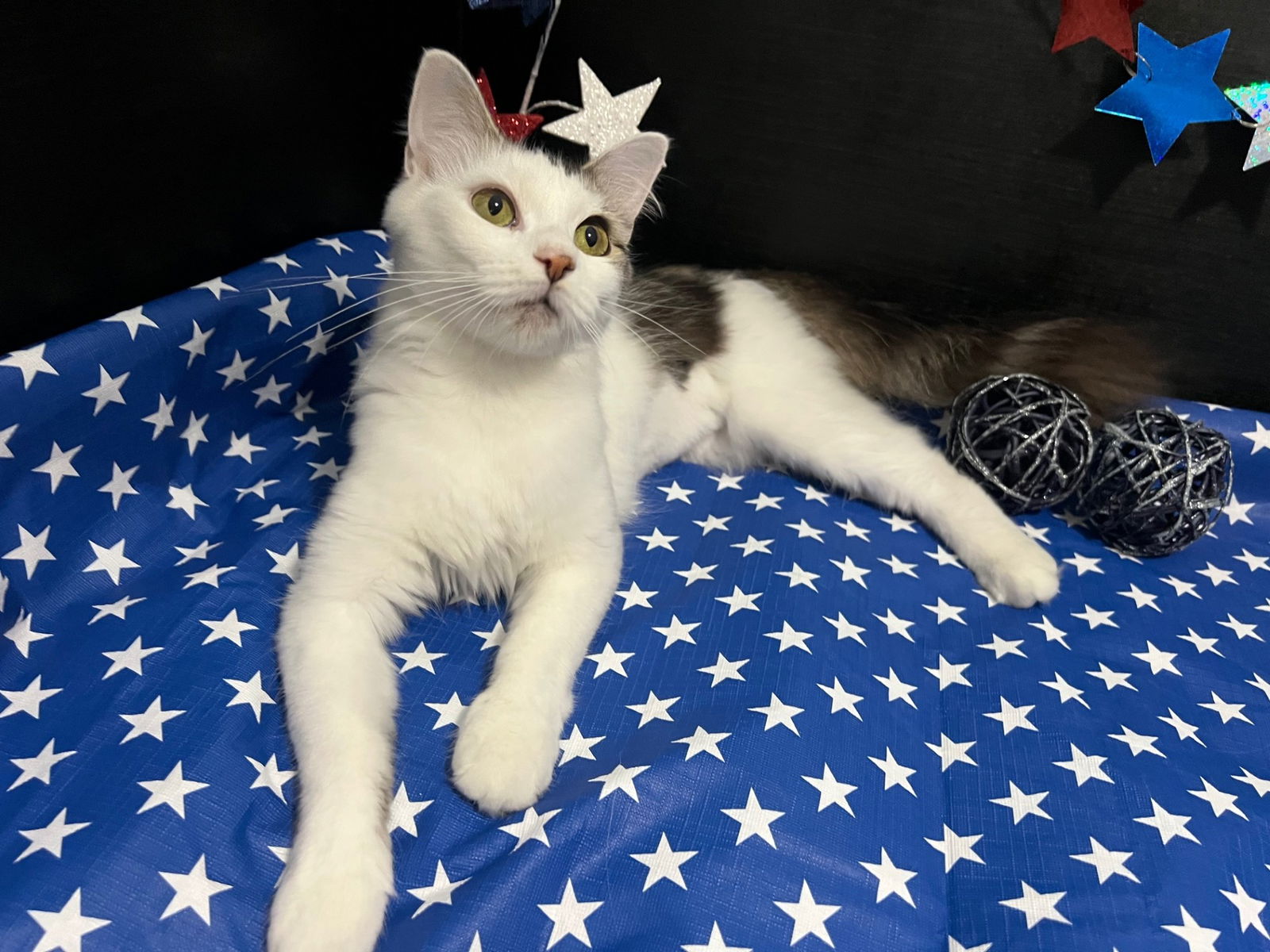 adoptable Cat in Fayetteville, GA named Momo