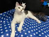adoptable Cat in  named Momo
