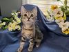 adoptable Cat in fayetteville, GA named Toby