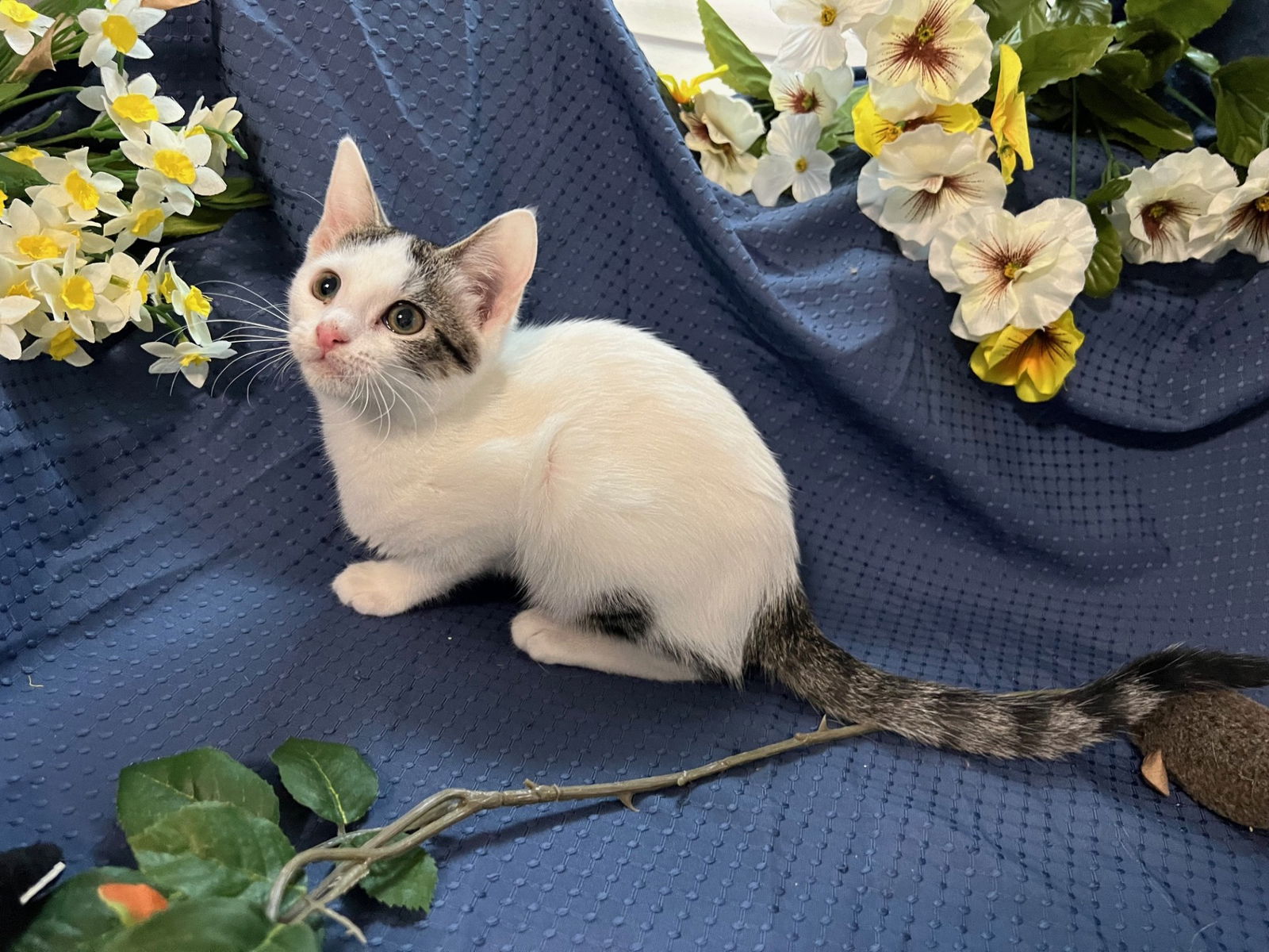 adoptable Cat in Fayetteville, GA named Quake