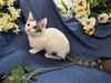 adoptable Cat in  named Quake