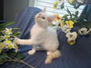 adoptable Cat in fayetteville, GA named Hattie