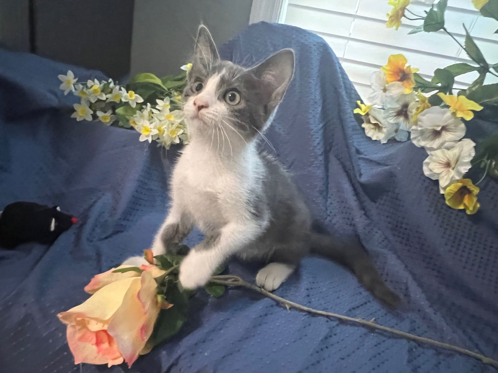 adoptable Cat in Fayetteville, GA named Spanish Moss