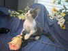 adoptable Cat in fayetteville, GA named Spanish Moss