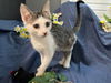adoptable Cat in  named Quincy