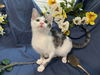 adoptable Cat in  named Quell
