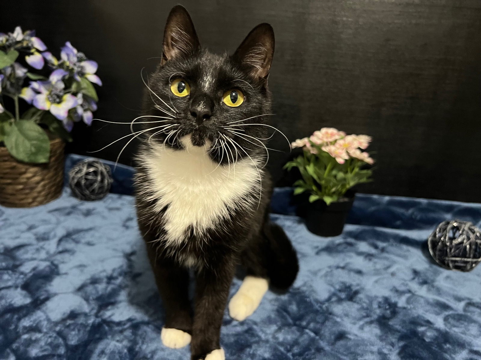 adoptable Cat in Fayetteville, GA named Maple