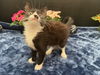 adoptable Cat in fayetteville, GA named Juju