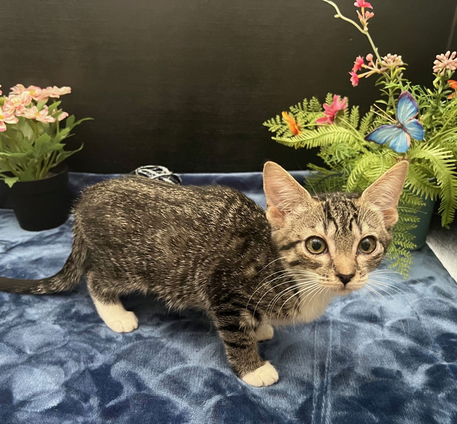 adoptable Cat in Fayetteville, GA named Silver Spring