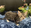 adoptable Cat in  named Silver Spring