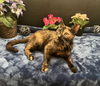 adoptable Cat in fayetteville, GA named Gigi