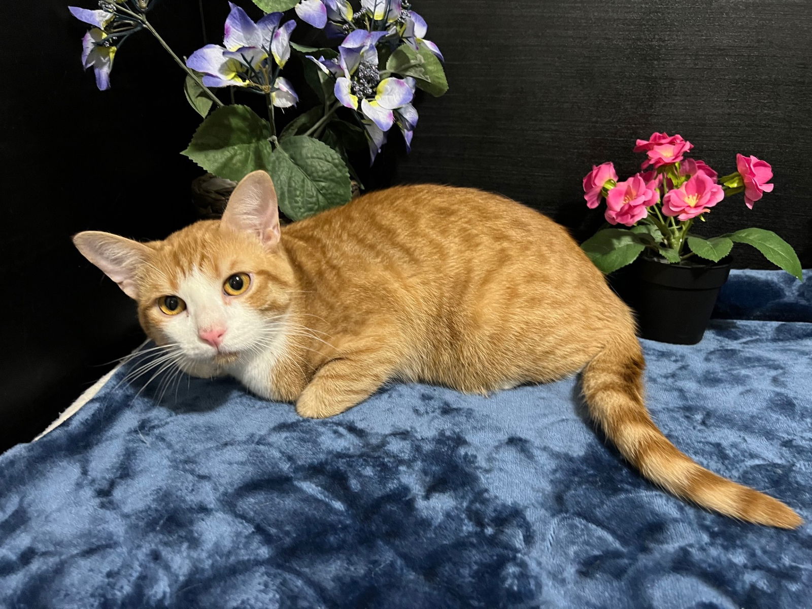 adoptable Cat in Fayetteville, GA named Chiron