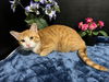 adoptable Cat in  named Chiron