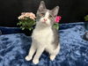 adoptable Cat in  named Nya