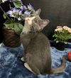 adoptable Cat in  named Nico