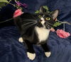 adoptable Cat in , GA named Nancy