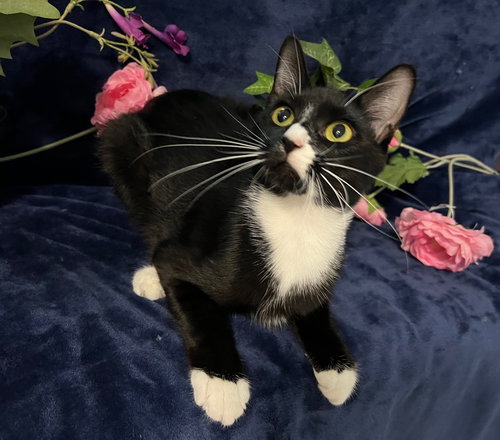 picture of the cat needing adoption